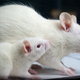 Illustration for article titled Young Blood Protects Old Rat Livers From Injury